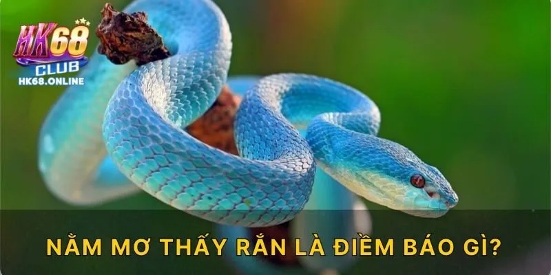 Nằm mơ thấy rắn là điềm báo gì?